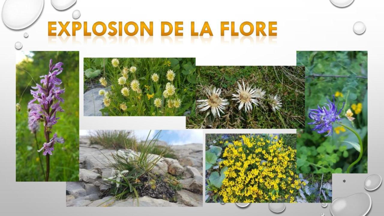 Les Blanches Provencales Bed & Breakfast