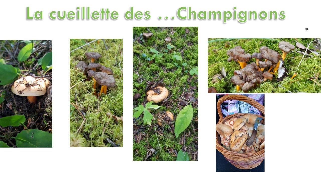 Les Blanches Provencales 3* Selonnet